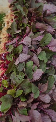 Organic Red Amaranth Lal Sakh Seeds ( লাল শাক বীজ) OZ Backyard Grown 1000+ Seeds - Picture 6 of 6