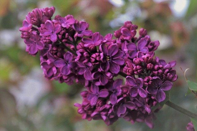 2 mal winterharte dunkellila Flieder-Baum schnellwüchsig Pflanzen für den Garten