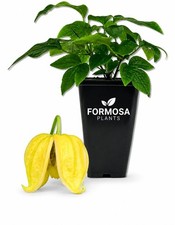 Clematis Tangutica - Live Plants in a 2 Inch Pot