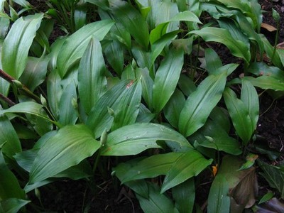 50 Bärlauchpflanzen ganz ohne Chemie und künstl. Dünger aus meinem NATURGARTEN 