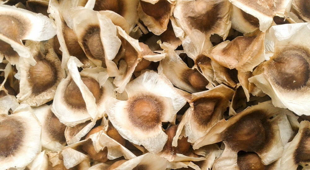 20 Organic Moringa Oleifera Drumstick Seeds NON GMO For Planting Sprouting Food