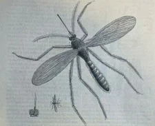 1859 Mosquitos illustrated
