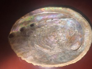 Vintage Large  Abalone Shell Rare61/2 Inch By 5 Inch