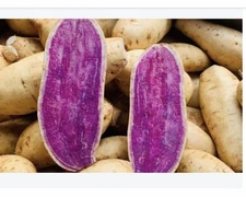 15 Okinawa Purple Sweet Potato Slips -Cuttings - organically grown -