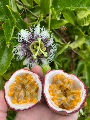 Fresh California Passion Fruit Box - 8 pounds - Unsprayed - Chemical Free