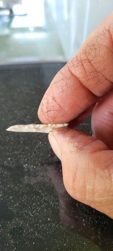 Michigan Paleo Indian Artifact Dalton Arrowhead Rare ANCIENT - Picture 9 of 12