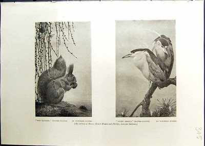 Altes rotes Eichhörnchen Winifred Austen Nachtreiher Vögel weiße Ratten Studio