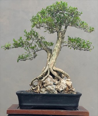 Bonsai Serissa Japonica Flower White | Bonsai Tree | Bonsai Small Beautiful