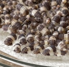 100 Cubaris Sp. Panda King Isopods RARE Roly Poly Pill Bug Bioactive CUC LAG