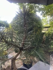Austrian Pine  Pre-Bonsai tree Pinus Nigra Compacta 26"
