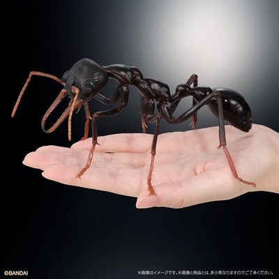 The Diversity of Life on Earth Advance Bulldog Ant Capsule