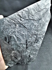 Asterophyllites longifolius - fossile Pflanze aus Karbon