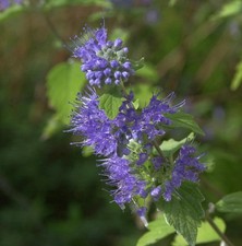 Bartblume Blue Cloud 40-60cm - Caryopteris clandonensis