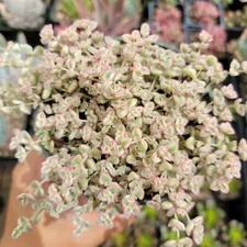 Sedum 'Little Missy' Succulent Plant