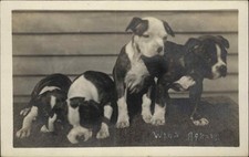 ROCKFORD ILLINOIS IL Adorable Pitbull Pit Bull Cachorro Perros Antiguo RPPC