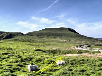 Photo 6x4 Sheep at Windy Knoll Barber Booth  c2014