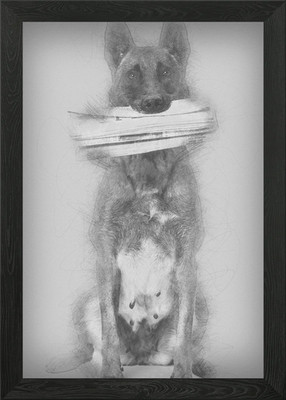 Belgian Shepherd sitting a Framed Wall Art Poster Canvas Print Picture