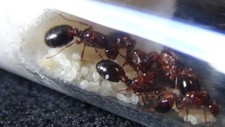 Queen Ant Mated x2 Solenopsis Invicta Fire An...
