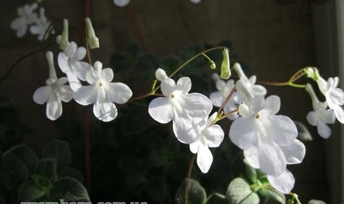 White Butterfly Streptocarpus 3 Ableger Unbewurzelt