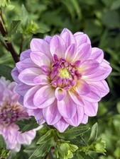 Bundle Dahlia Tubers