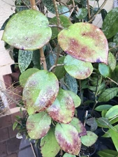 HOYA AH 053 (ROOTED PLANT)