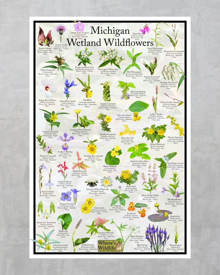 Póster de identificación de flores silvestres de humedales de Michigan/guía de identificación de flores Foto 2 de 4