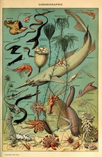 Fish sea 3 A3/A4 identification chart Ocean life animal vintage wall art Poster