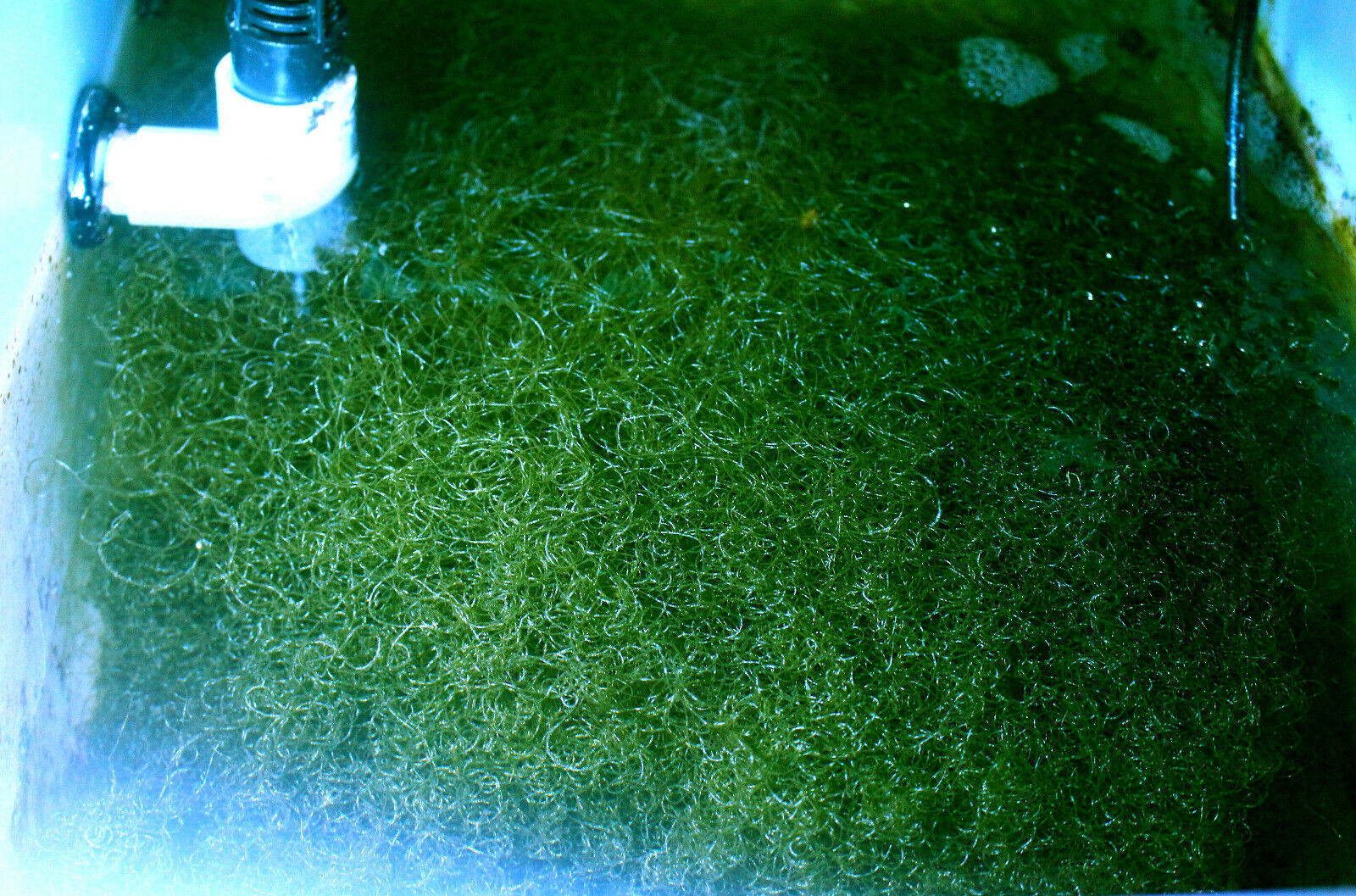 Chaetomorpha 1 Cup Chaeto Max 52% OFF Macro 2021 model algae Ulva Live Day + 2-3 Coral
