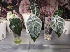 Alocasia Micholitziana 'Frydek' Pups
