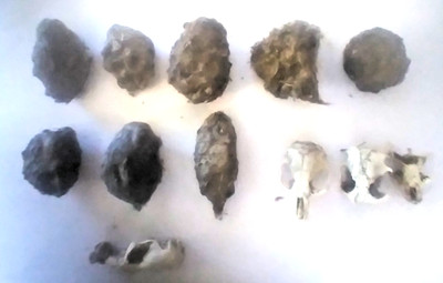 Owl Pellets 8 Large Size,  Plus 3 FREE Skulls, FREE SHIPPING!