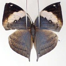 N27408. Insects, butterflies: Kallima sp. South Vietnam. Binh Thuan