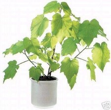 SAMEN schöner Baum für die Wohnung Luftreiniger ZIMMERLINDE grüne Topfpflanze