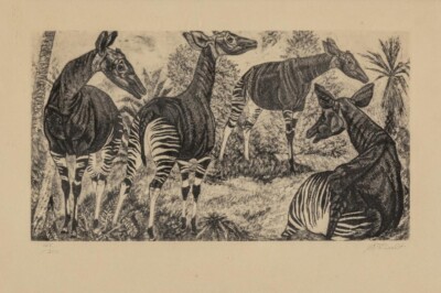 Okapis Eduard Wiiralt 1937 Estonian Graphic Art Wildlife Etching Print Decor