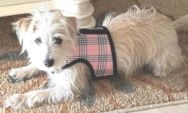 Dog Harness Wrap N Go Plaid Lavender Choke Free Mesh Large 18-22"