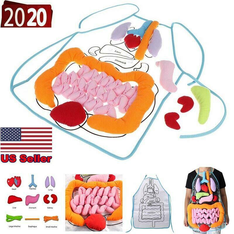 kids anatomy apron