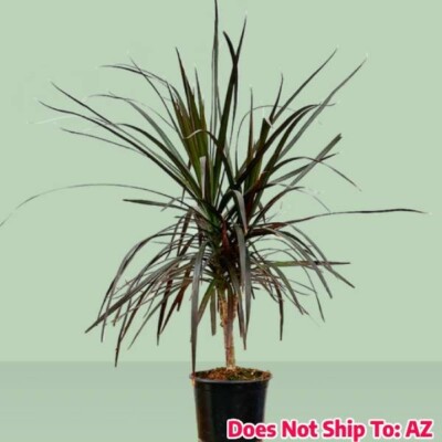 eucalyptus globulus plant Eucalyptus globulus II – Cutout|trees