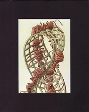 8X10" Matted Print Dimensional Art Picture MC Escher: Moebius Strip II, 1963