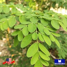 06 Moringa Seeds Non-GMO Vegetable
