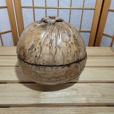 Unique Rustic Whole Coconut Storage Stash Container Trinket Bowl Multi Use 8X7.5