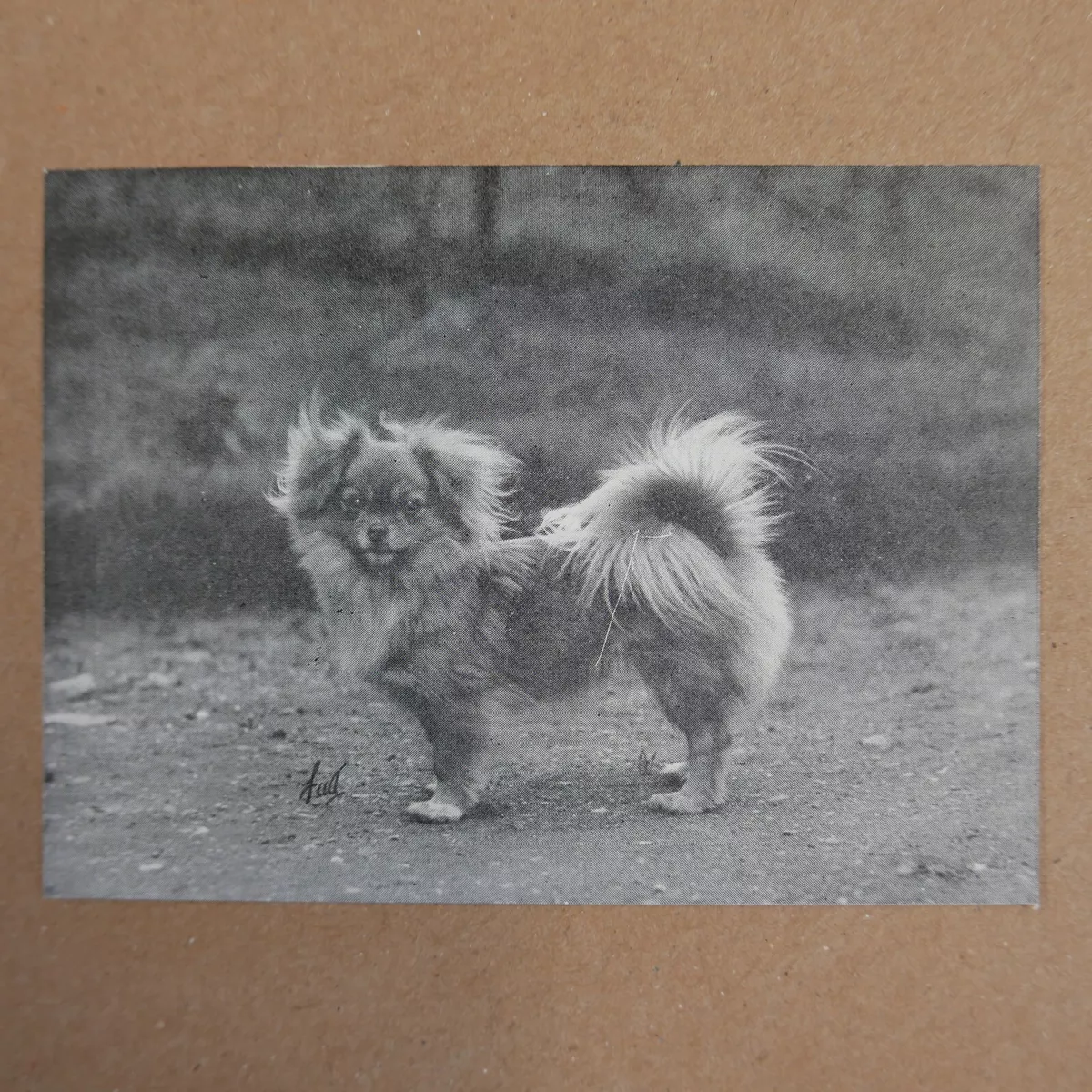 Tibetan spaniel x best sale pomeranian