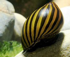 3 Zebra Nerite Snails Neritina natalensis Live Algae Eating Snails