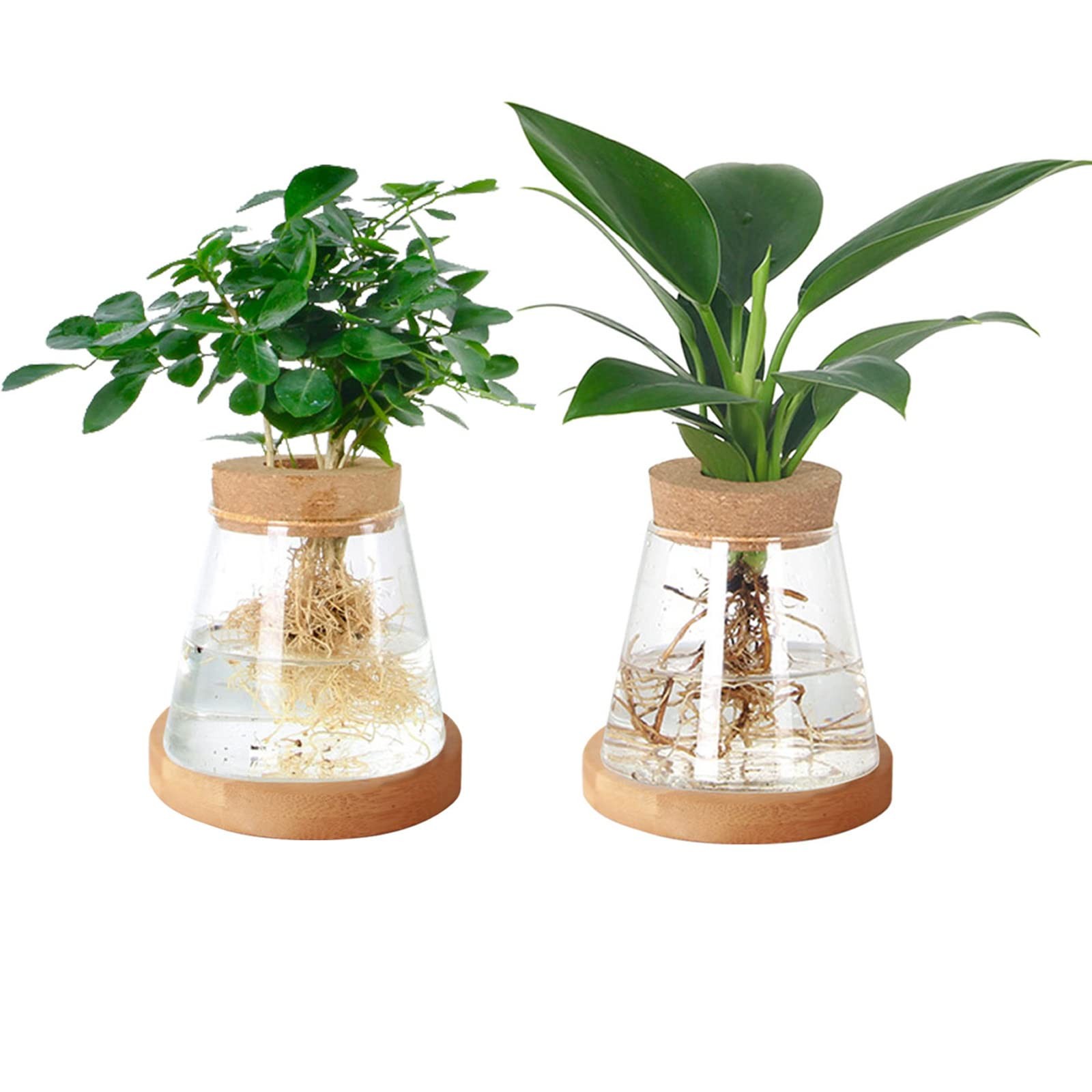 Lot de 2 vases en verre pour avocat avec couvercle en bois naturel h15cm