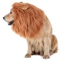 Lion Mane Wig Hood Costume for Dogs   Realistic Pet Halloween MED-LRG DOGS