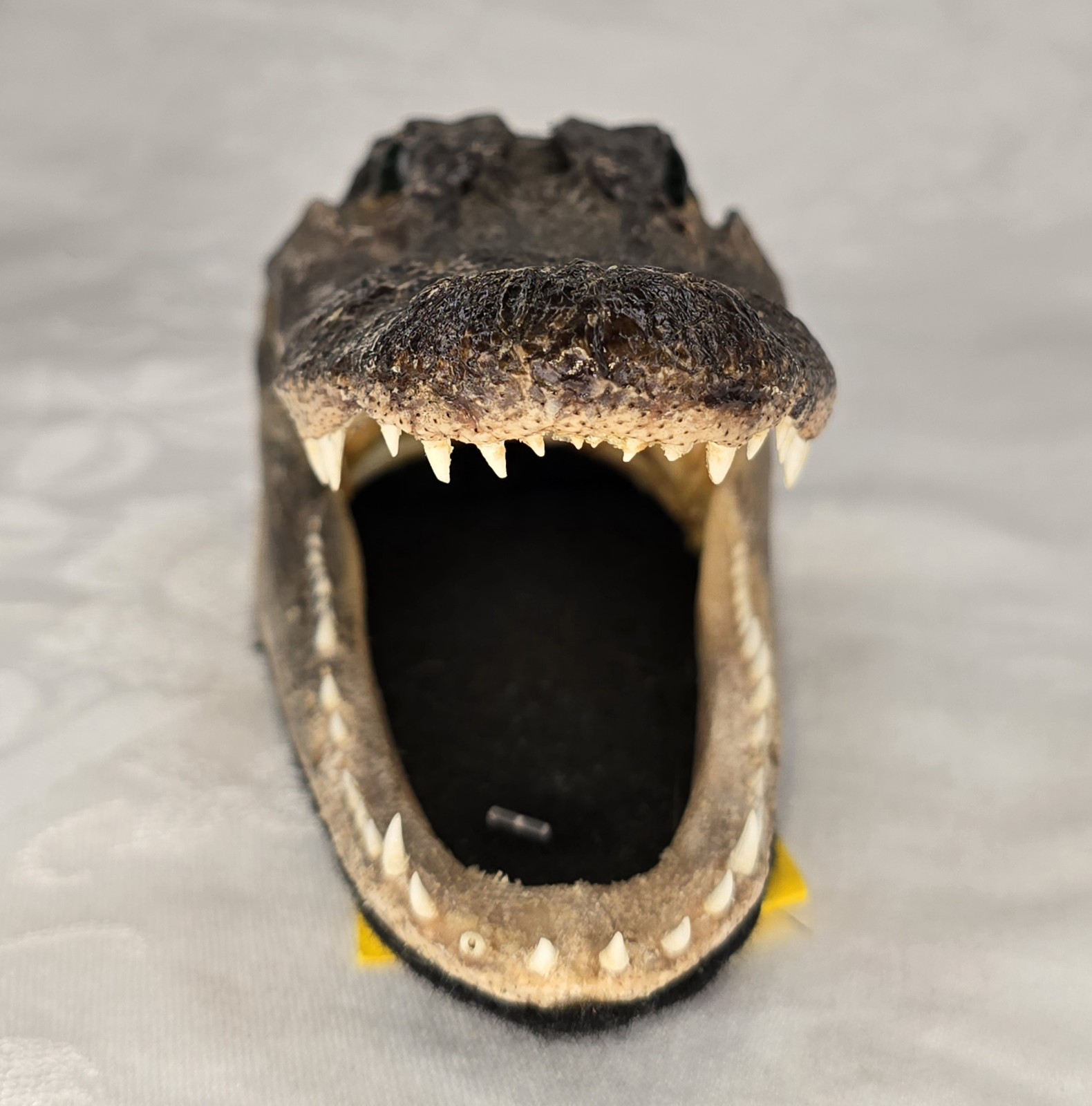 Authentic 7" American Alligator Head - Gator Daves Felt Lined Taxidermy Head