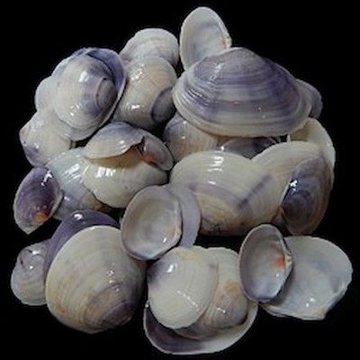 Purple Tahiti Polished Clam Halfs measuring 3/4 to 1 1/2'' sold by the  1/2 pound