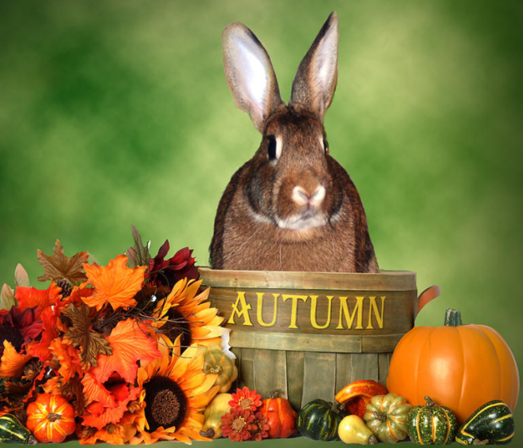 Okra Clemson Spineless Vegetable Seeds Burpee 11/23 41530663402 eBay