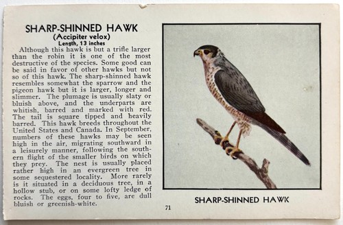 1931 Sharp Shinned Hawk Bird Print Moller Nature Red Book Birds Of America A7D