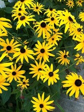 Black Eyed Susan Seeds (Rudbeckia hirta) 1000 Seeds (0.5 Grams) - Blackeyed S... 9999.99 per gallon