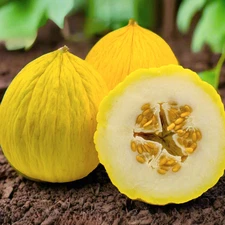 Golden Beauty Casaba Melon Seeds - For 2025 Planting Heirloom Sweet White Flesh