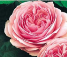 RARE ENGLISH ROSE plant Bush 5 SEEDS - Combined Shipping  USA seller 